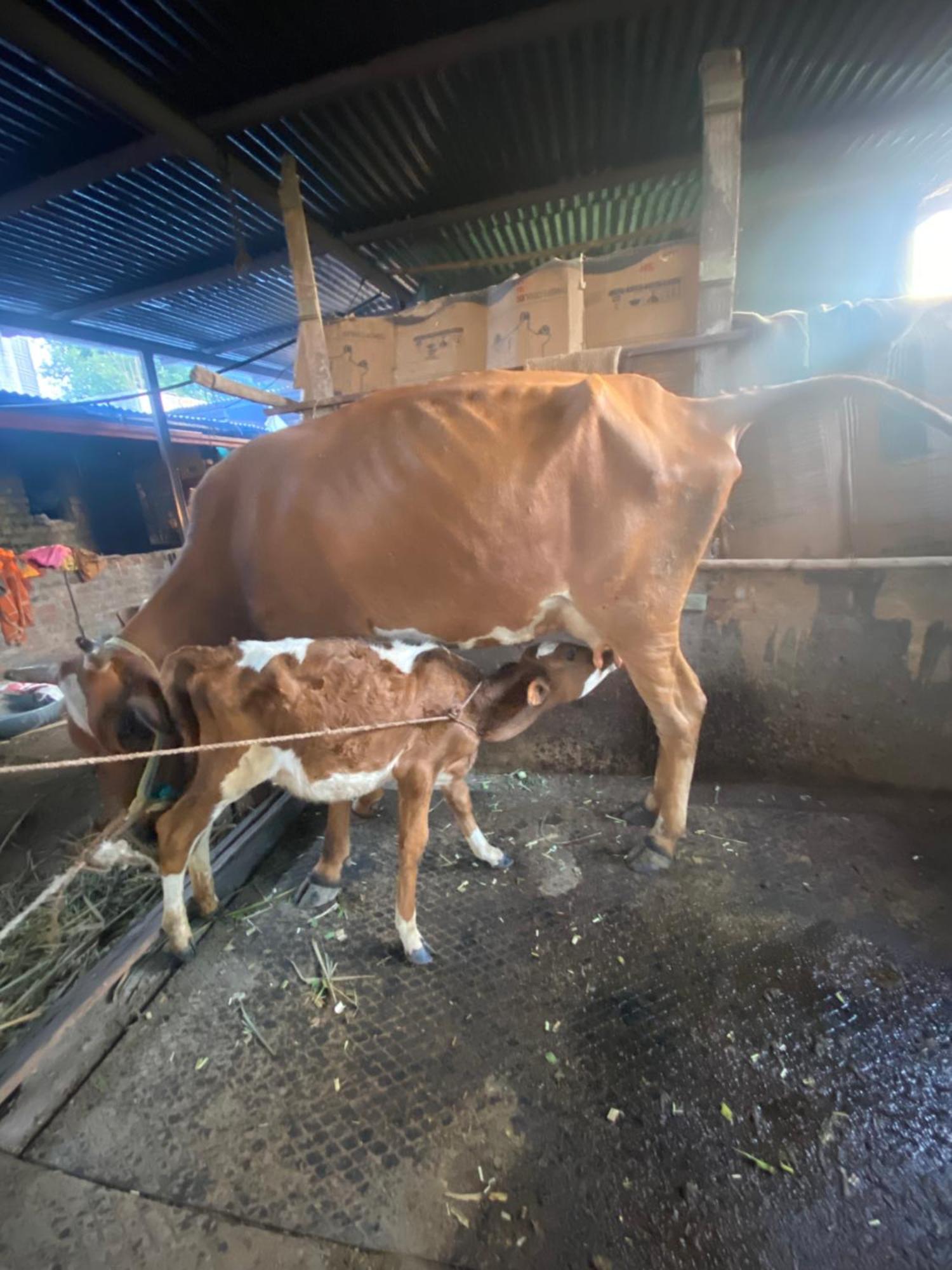 Ingawale Farmhouse Szatara Kültér fotó